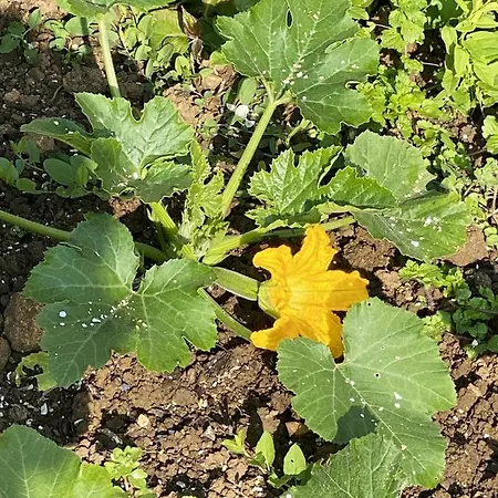 וילה Villa Spacieuse A Prailles-La Couarde Avec Piscine Privee 100 M² ! *