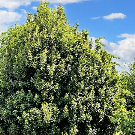 Villa Spacieuse A Prailles-La Couarde Avec Piscine Privee 100 M² !