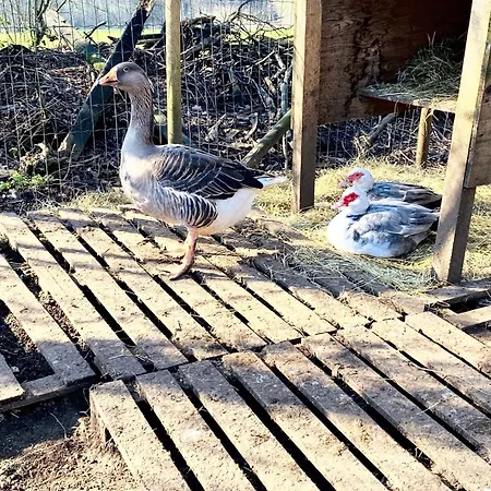 Villa Spacieuse A Prailles-La Couarde Avec Piscine Privee 100 M² ! וילה *