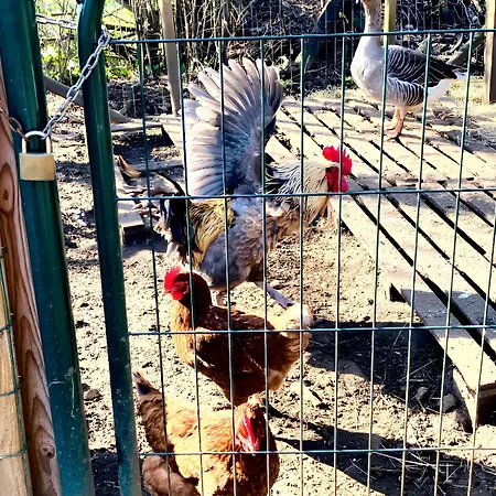 Villa Spacieuse A Prailles-La Couarde Avec Piscine Privee 100 M² !