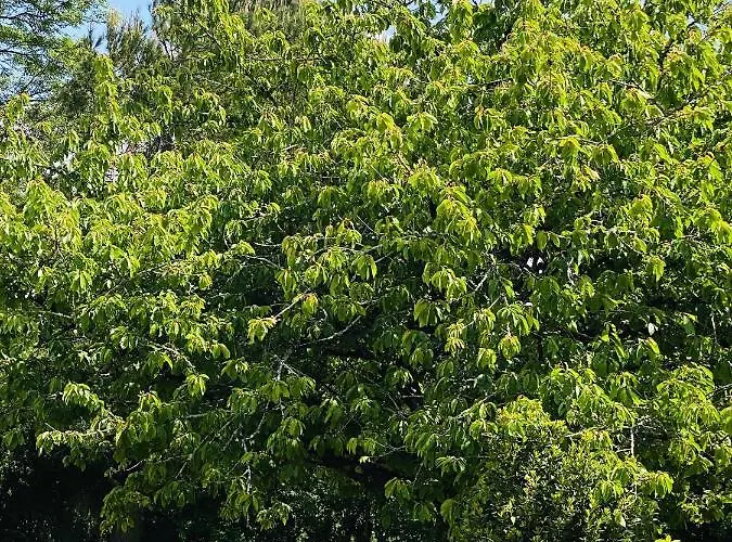 Villa Spacieuse à Prailles-la Couarde Avec Piscine Privée 100 M² !