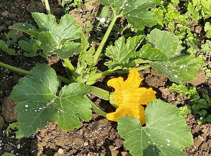 Villa Spacieuse à Prailles-la Couarde Avec Piscine Privée 100 M² ! *