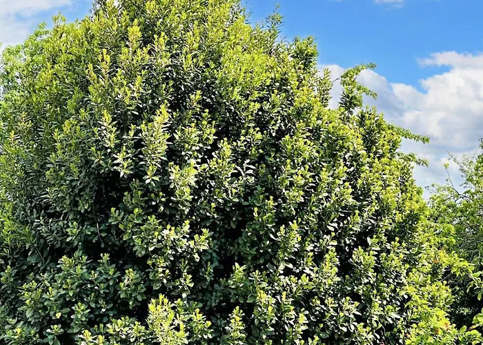 Spacieuse à Prailles-la Couarde Avec Piscine Privée 100 M² !