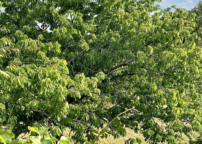 Spacieuse à Prailles-la Couarde Avec Piscine Privée 100 M² ! Villa